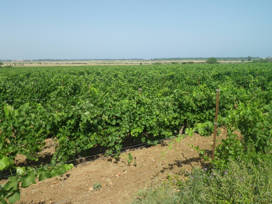 Parcelle de vigne plantée en périphérie du Grand Bagnas, dans le secteur de Maraval - N. Barbier / ADENA